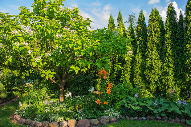 Kwitnące funkie , lilie i katalpa