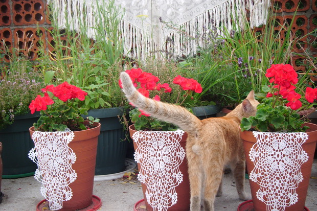 Kwitnące pelargonie + kot:)