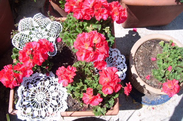 Kwitnące pelargonie w koroneczkach