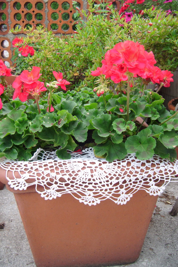 Kwitnące pelargonie