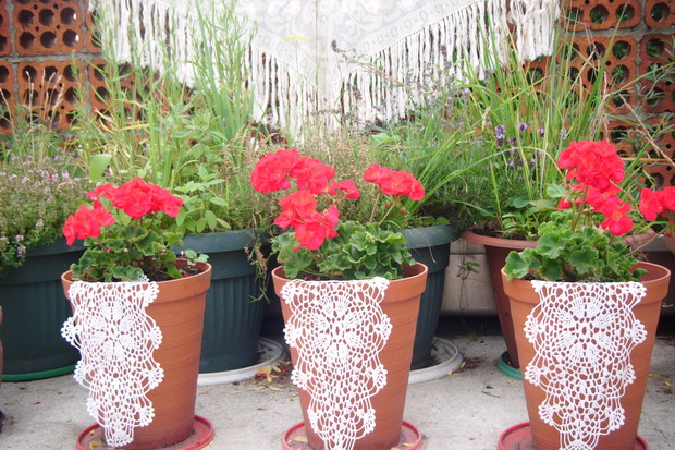 Kwitnące pelargonie