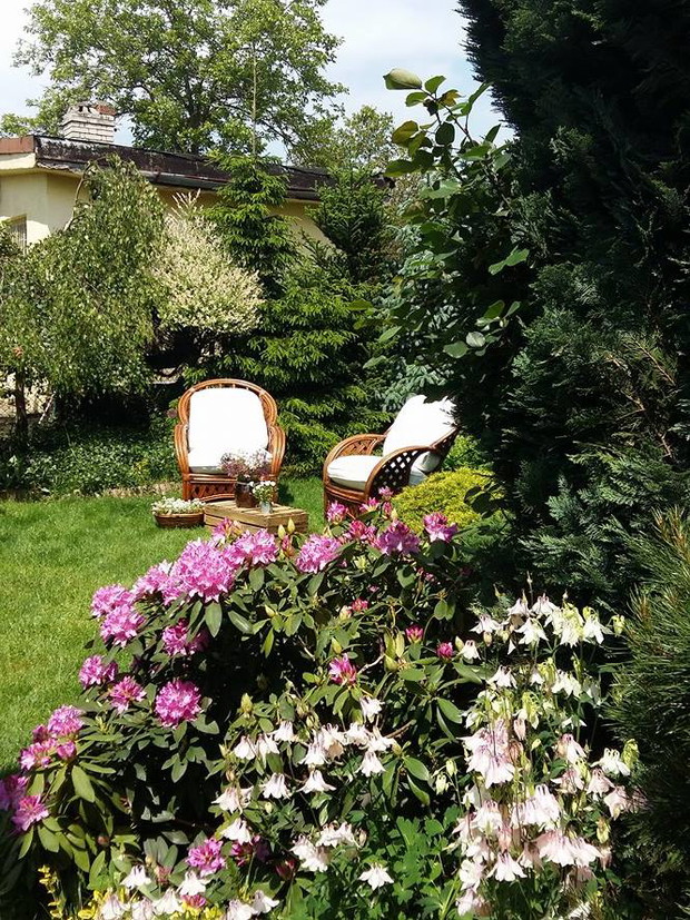 Kwitnące różaneczniki