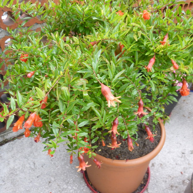 Kwitnący granatowiec