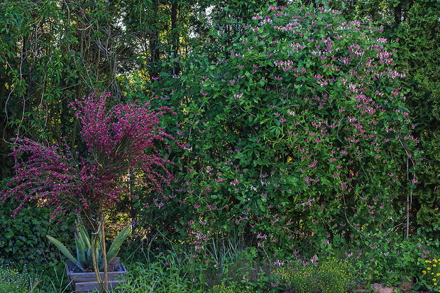 Kwitnący żarnowiec