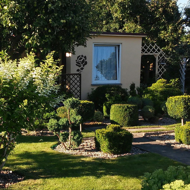 latem zachodzące słońce przebija się przez różnie formy krzewów 