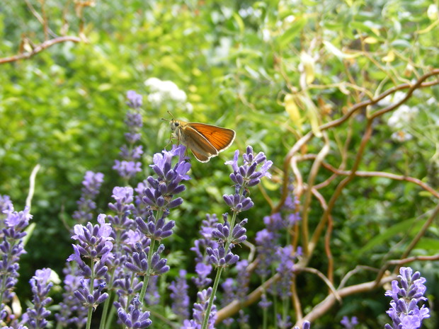 Lawenda najchętniej odwiedzana przez motyle.