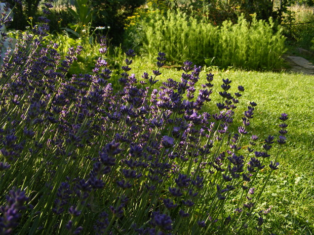 Lawneda o poranku roztaczająca swój zapach po całym ogrodzie.