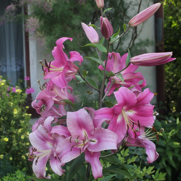 Lilie rosnące przed domem.