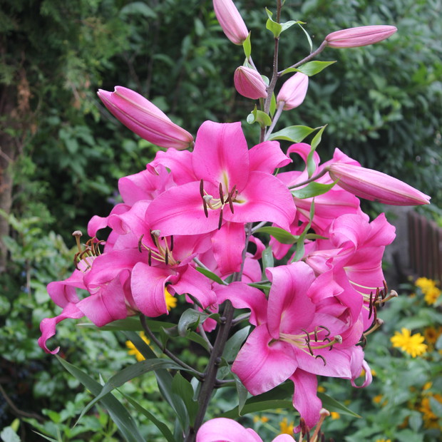 Lilie rosnące przed domem