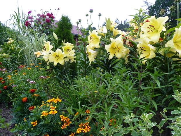 Lilie w wiejskiej rabacie.