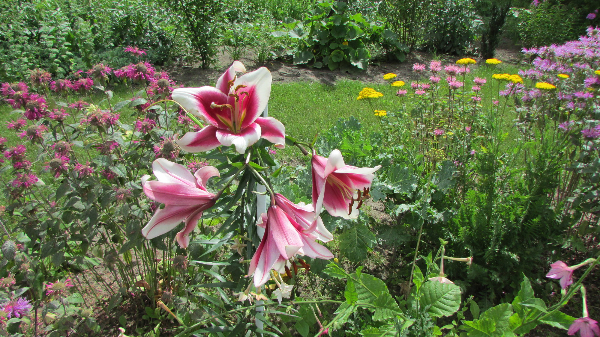 Lilie - wśród wysokich bylin są tak piękne, że trudno wybrać tę jedną jedyną