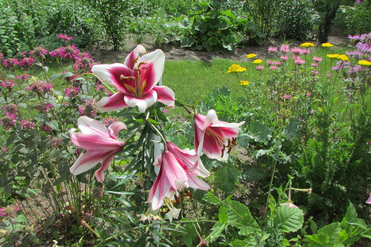 Lilie - wśród wysokich bylin są tak piękne, że trudno wybrać tę jedną jedyną