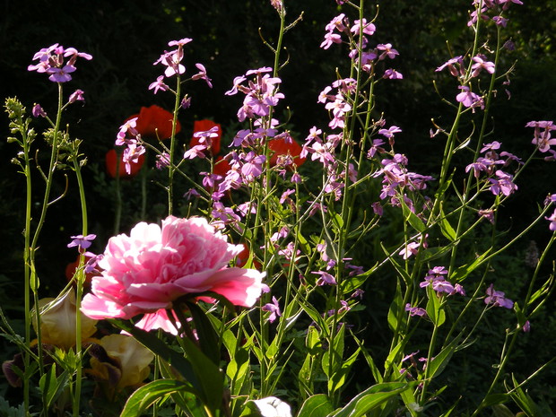 Majowa obfitość kwiatów