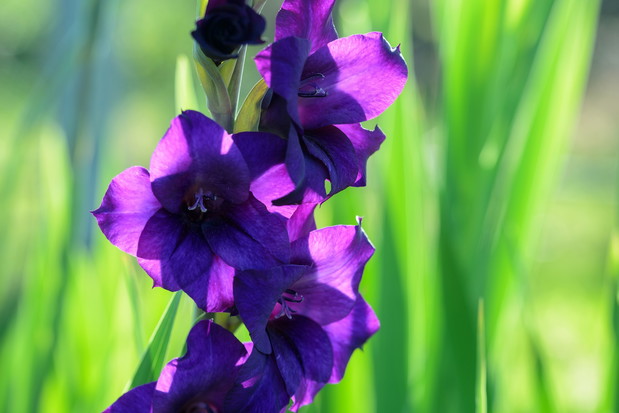Mieczyk Gladiolus (zdj.: Fotolia.com)