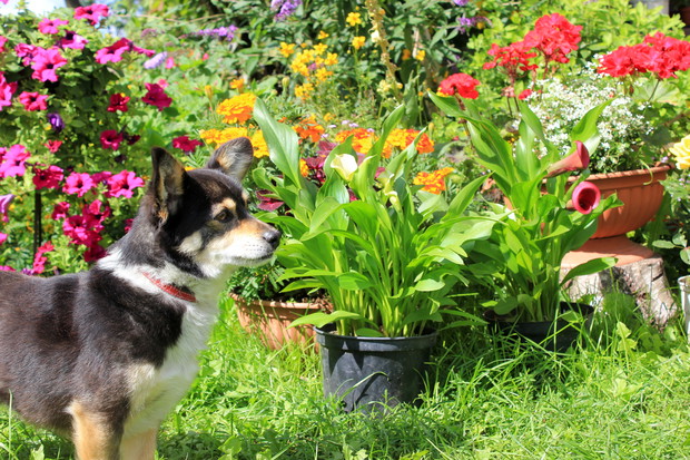 Misiu - Pan pilnujący ogrodu.