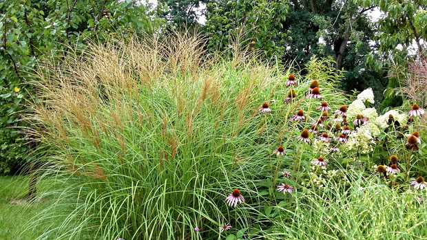 Miskant  chiński ‘Silberspinne”.