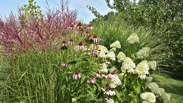 Miskanty „Ferner Osten” i „Zebrinus” w towarzystwie hortensji „Limelight”