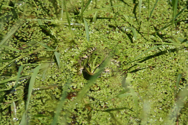 Misternie zakamuflowana  żaba  