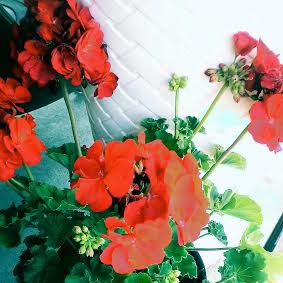 Moje pierwsza pelargonia.  Jej piekny czerwony kolor kwiatków  zdobi wejscie do naszego domu.