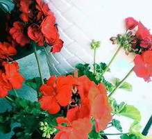 Moje pierwsza pelargonia. Jej piekny czerwony kolor kwiatków zdobi wejscie do naszego domu.