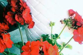 Moje pierwsza pelargonia. Jej piekny czerwony kolor kwiatków zdobi wejscie do naszego domu.