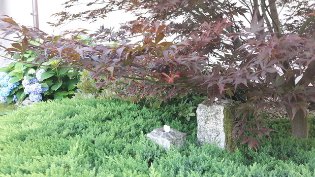  Moje ukochane drzewo czyli przepiękny klon palmowy "Atropurpureum" kupiony na wyprzedaży. Odwdzięcza się wspaniale zdrowo rosnąc i kwitnąc. Obok niewielka, granitowa fontanna prawie zarośnięta jałowcem płożącym.