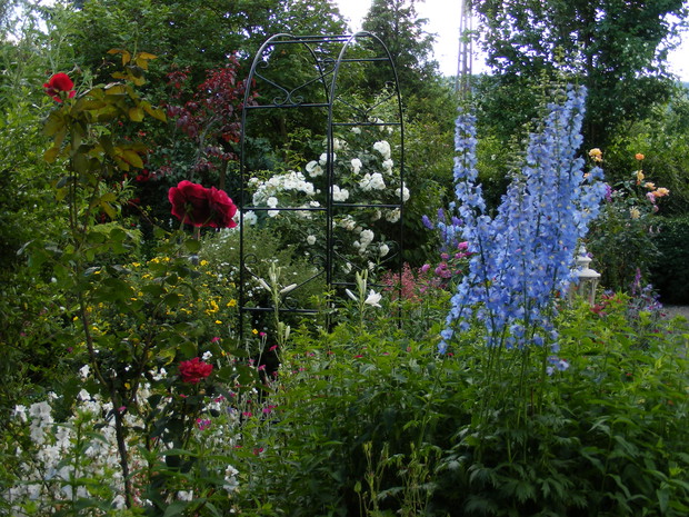 Moje ulubione letnie połączenie róże i ostróżki