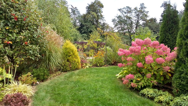 Na cienistej rabacie hortensja bukietowa „Phantom”.