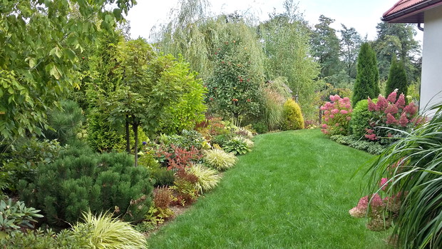 Na obrzeżu rabaty moja ulubiona trawa hakonechloa „Aureola”.