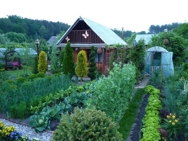 Na pierwszy planie warzywnik.