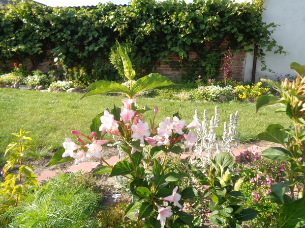 Na pierwszym planie krzewuszka cudowna, a w tle wspaniała winorośl. 