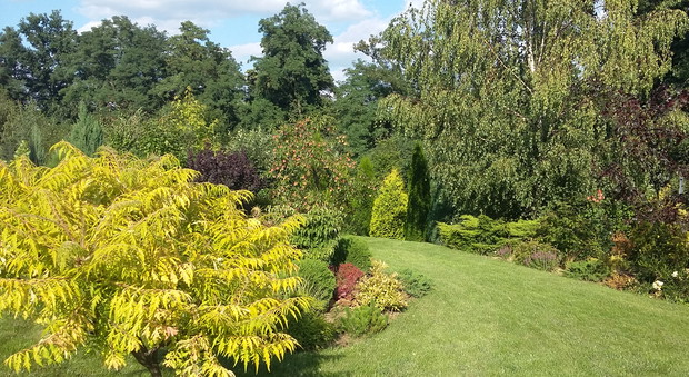 Na pierwszym planie sumak „Tiger Eye”. W głębi obsypana dojrzałymi owocami brzoskwinia.