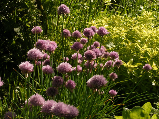 Na rabacie ziołowej.