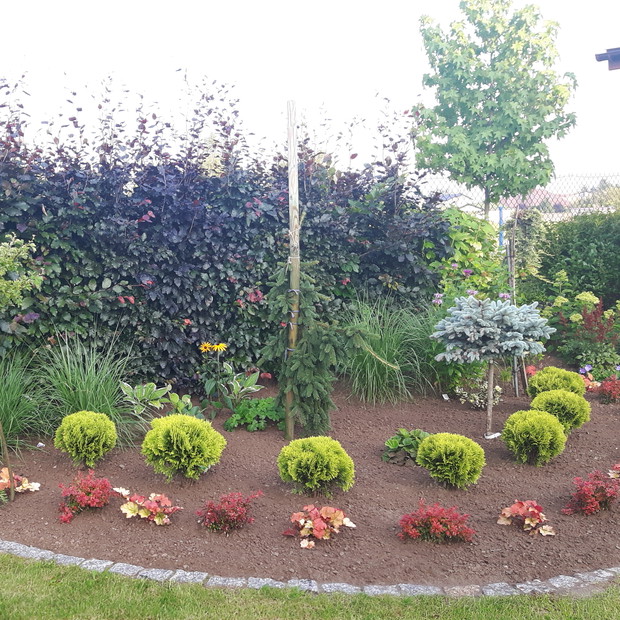 Na tle żywopłotu z  buka "Atropurpurea" świerk pospolity "Inversa", głóg "Pauls Scarlet". Po lewej ambrowiec amerykański. Obwódkę stworzyłam z żywotnika "Mirjam" i berberysa "Admiration". W tle trawy - rozplenice japońskie. Srebrny, szczepiony świerk z da