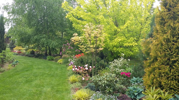 Na wiosennej rabacie pięknie prezentują się klony „Brillantissimum” i ‘Kelly’s Gold”