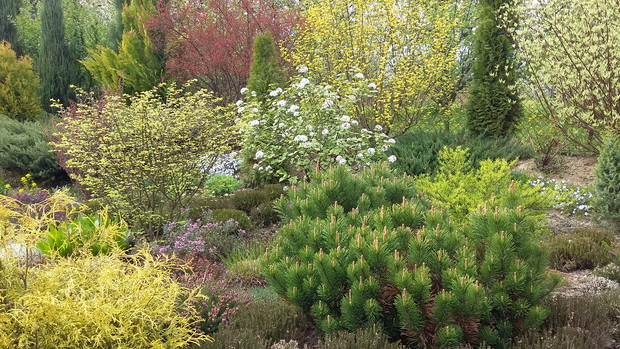 Na wrzosowisku wczesną wiosną kwitnie pachnąca kalina koreańska ‘Aurora”.