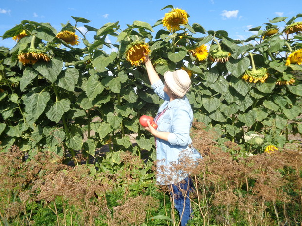 Największą radość daje mi zbieranie plonów. 