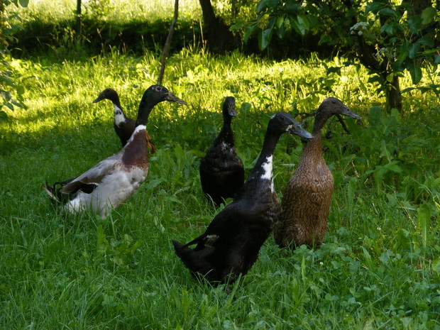 Nasza pomoc w walce ze ślimakami,kaczki biegusy.
