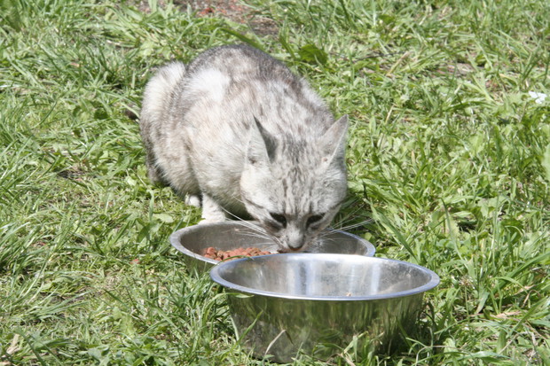 Nowa stołówka dzikich kotów 
