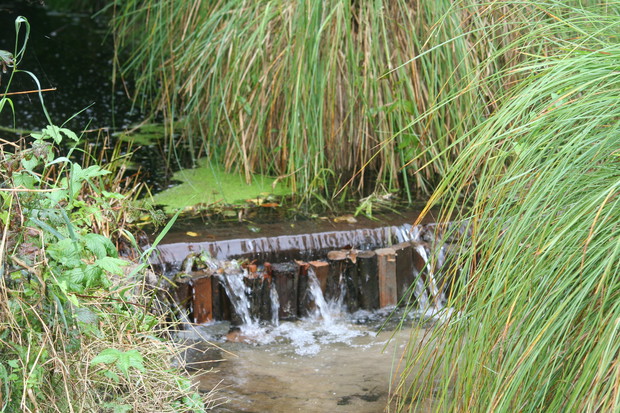 Nowo wybudowana tama ku uciesze kaczek krzyżówek  