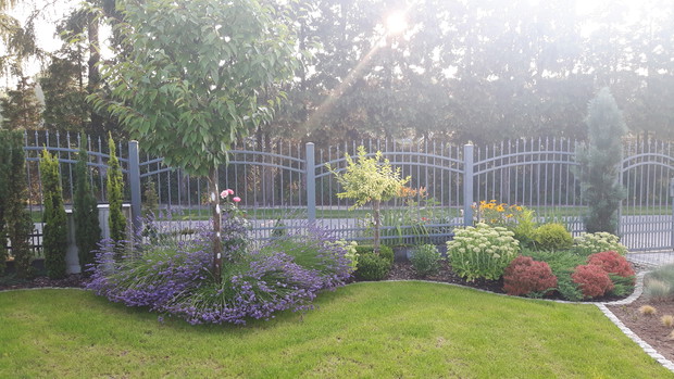 Od lewej kolumnowe cisy "Wojtek" na przemian z "Davidem". Wiśnię piłkowaną "Kanzan" obsadziłam lawendami i królową kwiatów, różą "Bonica 82" . Dalej szczepiona na pniu żółta forsycja, jesienne marcinki, rozchodniki, z tyłu rudbekia błyskotliwa, dwa żywotn