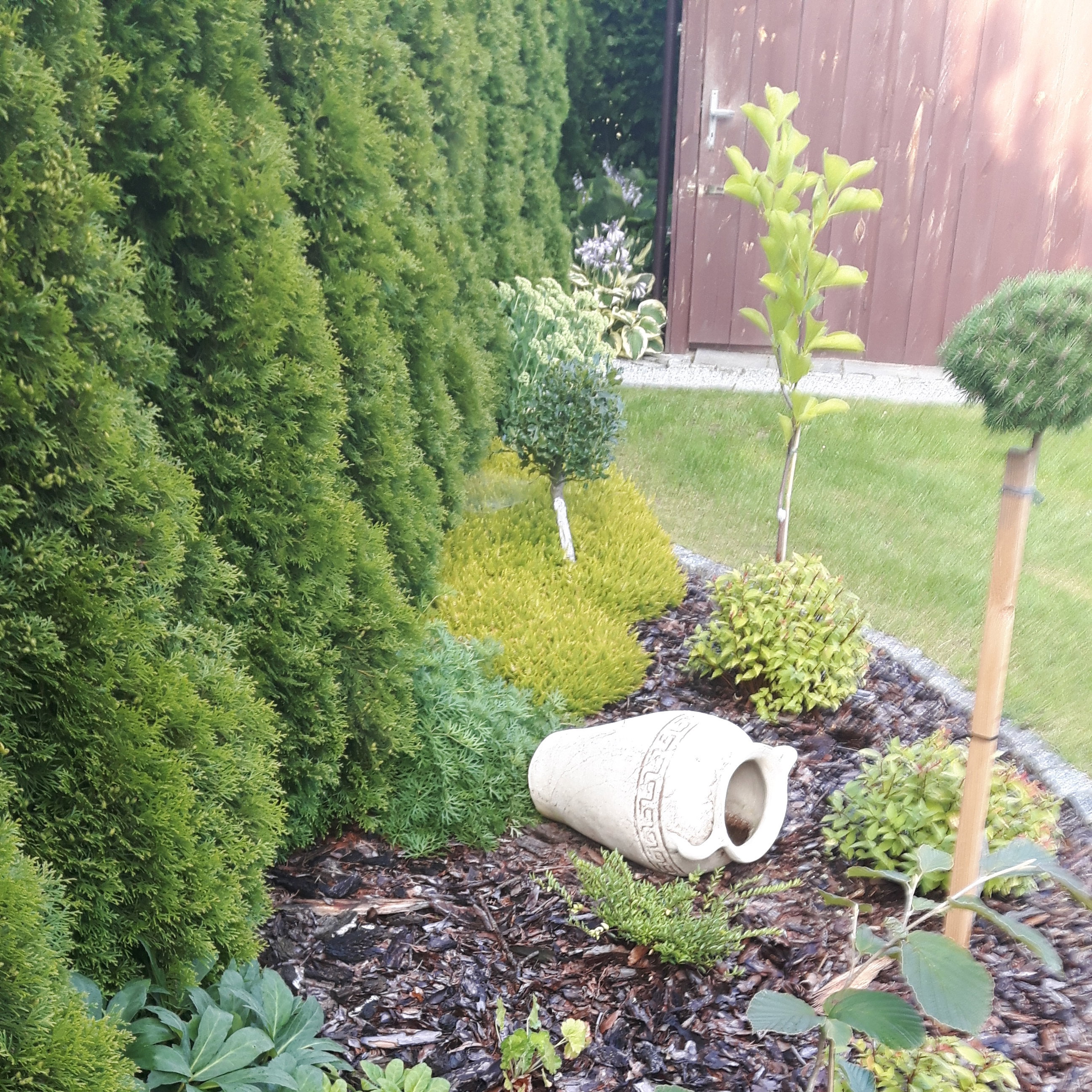 Od północy posadziłam szpaler z żywotników "Szmaragd". Chronią działkę od mroźnych, północnych wiatrów. Obok  nowo wsadzone niziutkie tawułki japońskie "Magic Carpet" , magnolia, wrzosiec, ostrokrzew, czerwony oczar, ciemierniki oraz szczepiona forma sosn