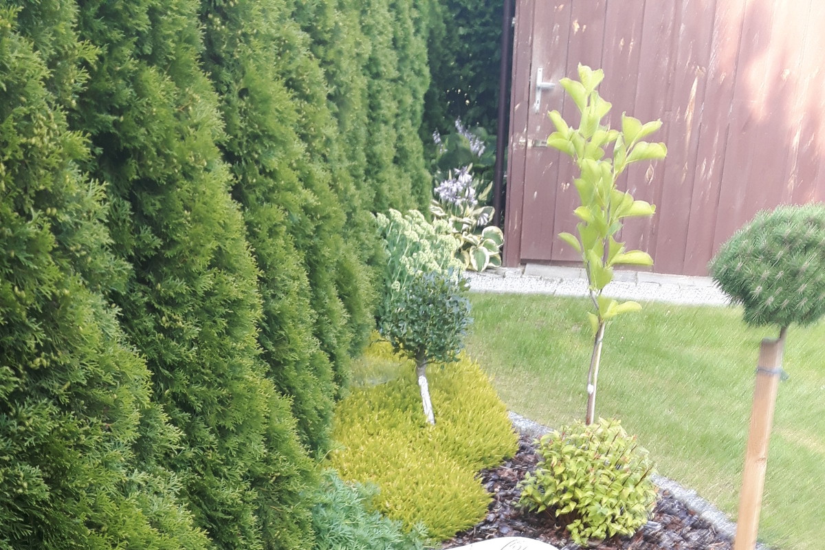 Od północy posadziłam szpaler z żywotników "Szmaragd". Chronią działkę od mroźnych, północnych wiatrów. Obok nowo wsadzone niziutkie tawułki japońskie "Magic Carpet" , magnolia, wrzosiec, ostrokrzew, czerwony oczar, ciemierniki oraz szczepiona forma sosn