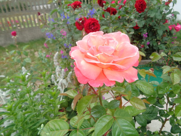 Od rana nie można przejść obojętnie obok uroczych królowych. 