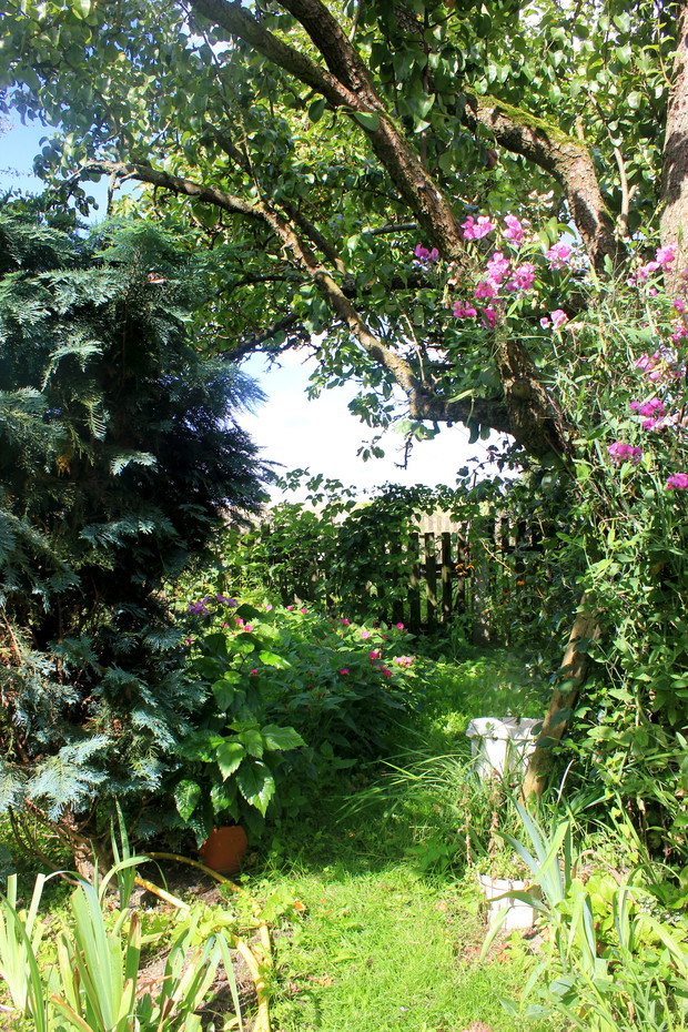 Ogród za domem. Drzewa owocowe, kwiaty ozdobne.