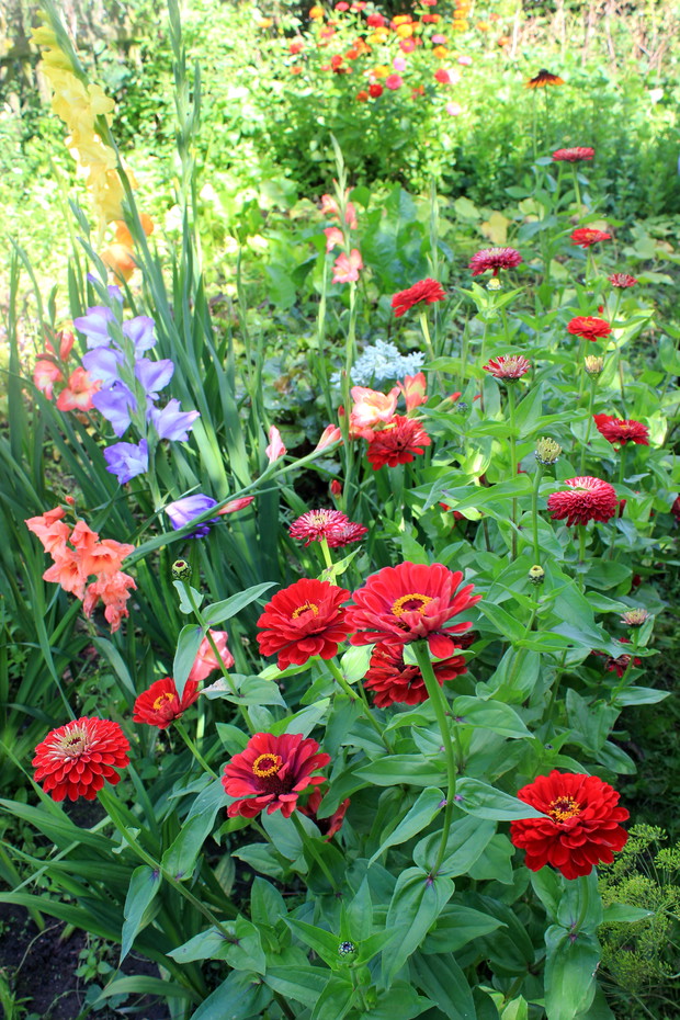 Ogród za domem. Kwiaty ozdobne do ścięcia, na bukiety, do wazonów.