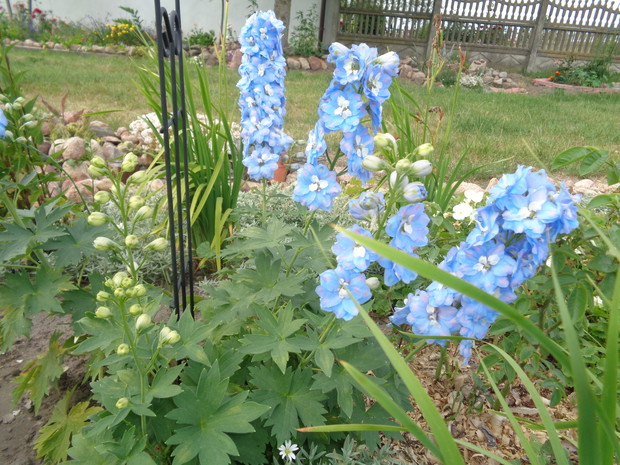 Ostróżka urzeka błękitem. 