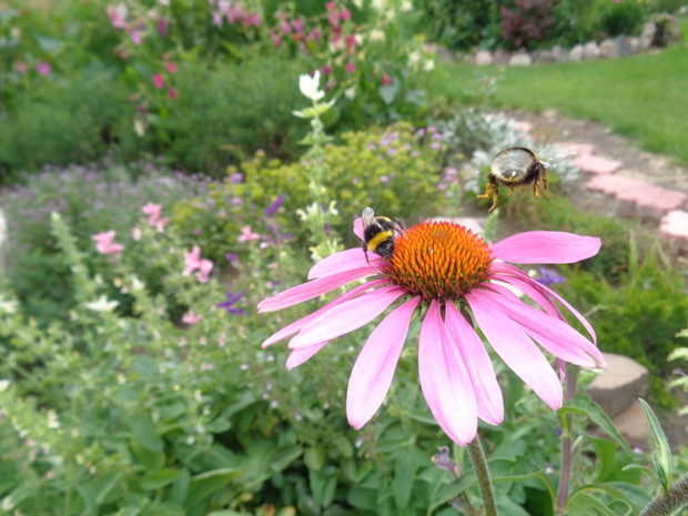 Owady nie przefruną obojętnie obok jeżówki. 
