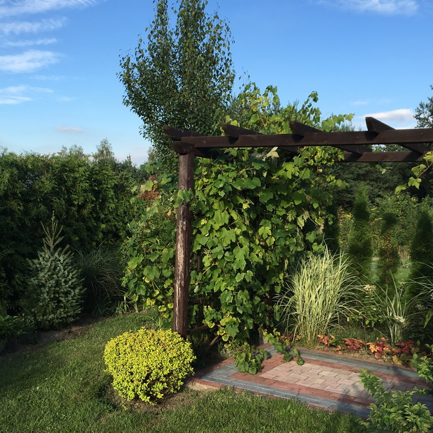 Pergola z winoroślą.
