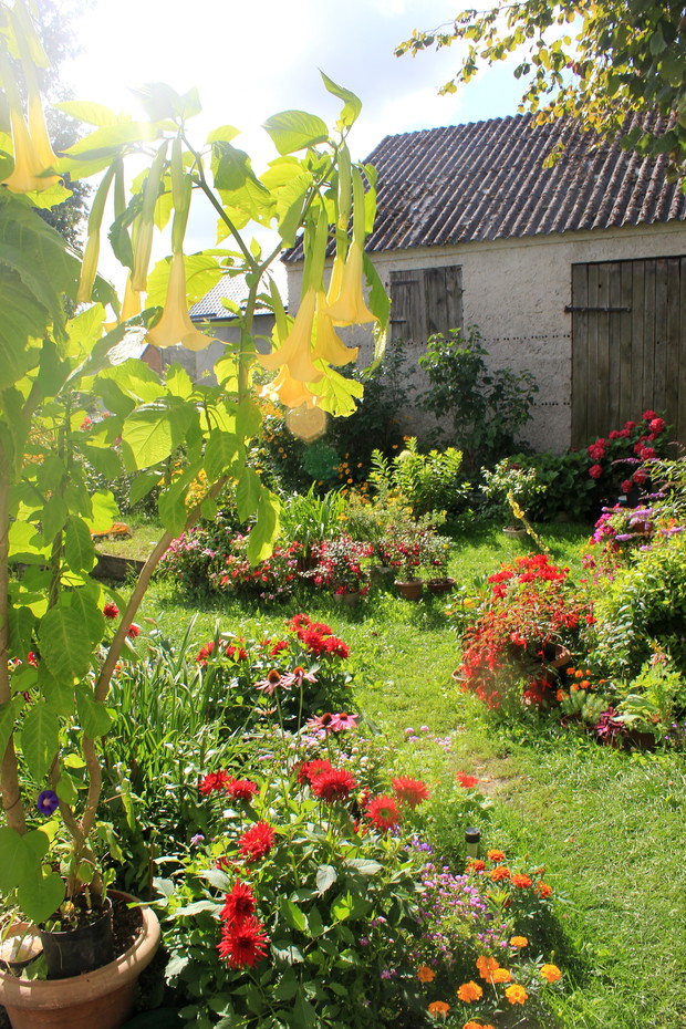 Piękne datury w blasku słońca.